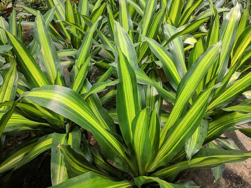 Dracaena (Drakenbloedboom)