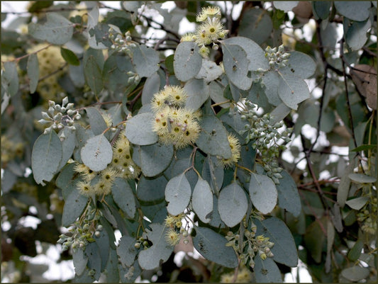 Eucalyptus