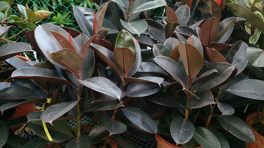 Ficus (Rubberboom)