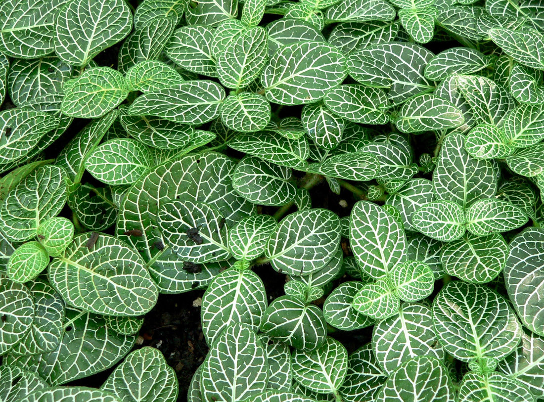 Fittonia (Mozaïekplant)