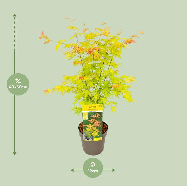 Acer palmatum Orange Dream - Ø15cm - ↕30cm of Ø19 - ↨50cm