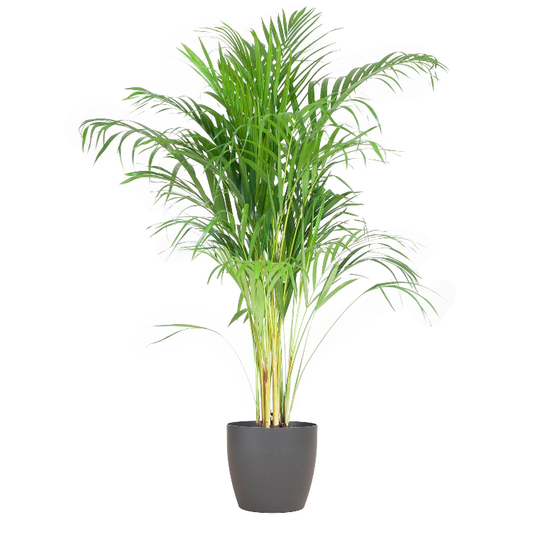 Areca Palm (Dypsis) met Sofia mand naturel - 100cm - Ø21