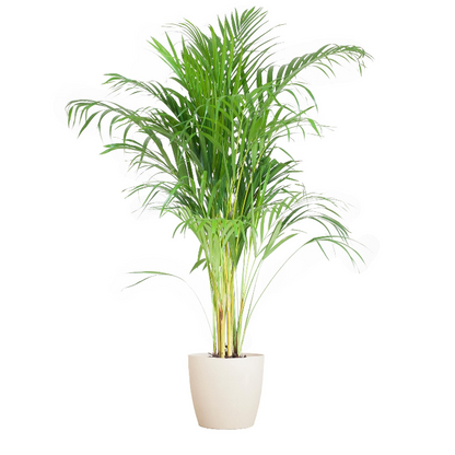 Areca Palm (Dypsis) met Sofia mand naturel - 100cm - Ø21