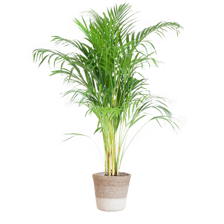 Areca Palm (Dypsis) met Sofia mand naturel - 100cm - Ø21