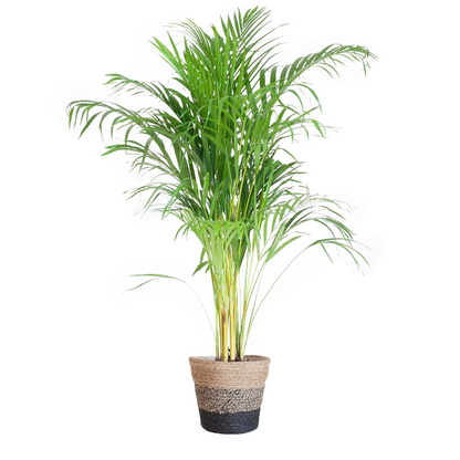 Areca Palm (Dypsis) met Sofia mand naturel - 100cm - Ø21