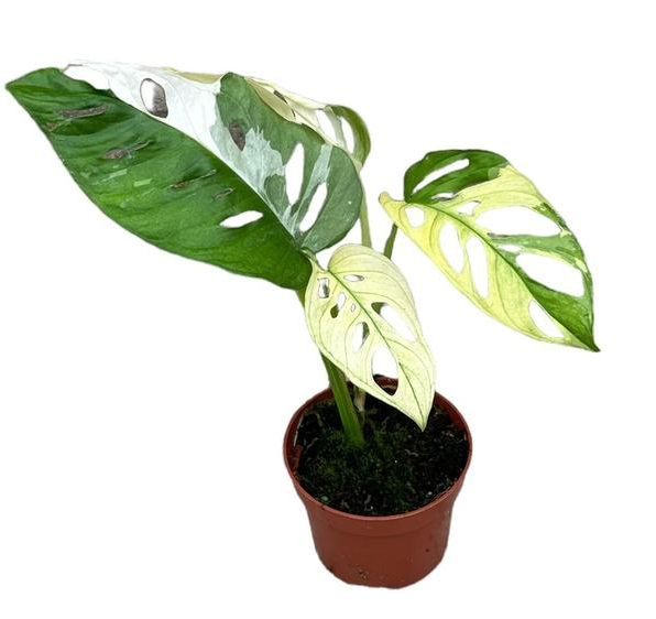 Monstera Deliciosa Variegata - Ø15cm - ↕45cm