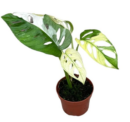 Monstera Deliciosa Variegata - Ø15cm - ↕45cm