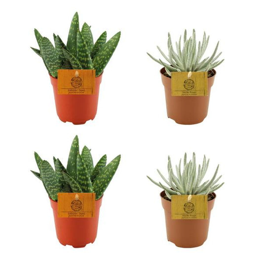 2x Aloe Paradisicum + 2x Senecio Scaposus - 4 stuks - Ø10,5 cm - ↕10 cm