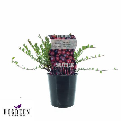 Vaccinium Early Black (Cranberry) - Ø12cm - ↕20cm