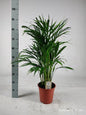 Dypsis Lutescens 90cm - Ø21cm - ↕90cm