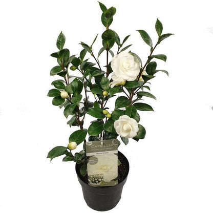 Camellia japonica 'Nuccio's Gem' - Ø19cm - ↕65cm