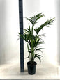 KENTIA - EcoLine (Howea Forsteriana) - Ø21cm - ↕110cm