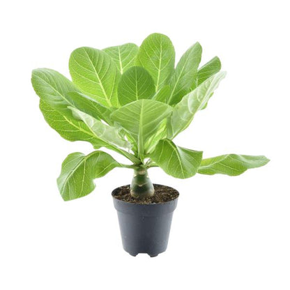 Brighamia Insignis 'Hawaii Palm' - Ø12cm - ↕37cm