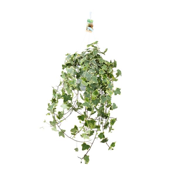 Hedera Helix Gold Child - Hang/XXL - Ø24cm - ↕60cm