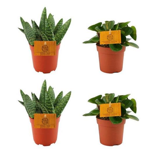 2x Aloe Paradisicum + 2x Peperomia Obtipan Green - 4 stuks - Ø10,5 cm - ↕10 cm