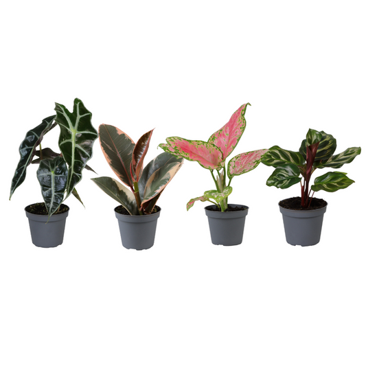 Baby Plantjes Verrassingsbox - Ø6cm - ↕12cm