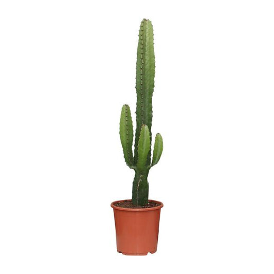 Euphorbia Acrurensis - Ø24cm - ↕90cm - Ø17 - ↨50cm