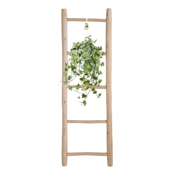 Hedera Helix Gold Child - Hang/XXL - Ø24cm - ↕60cm