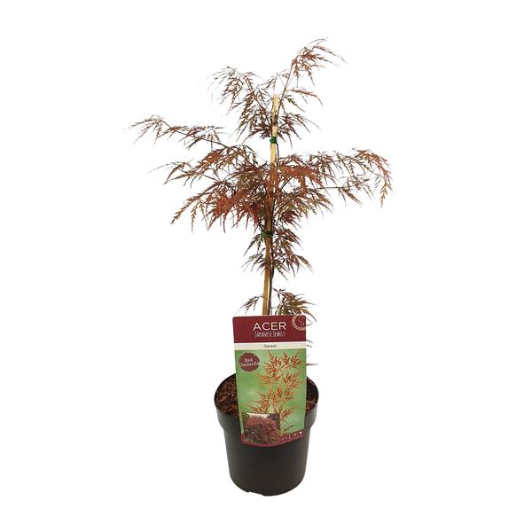 Acer palmatum 'Garnet' - Ø19cm - ↕40cm