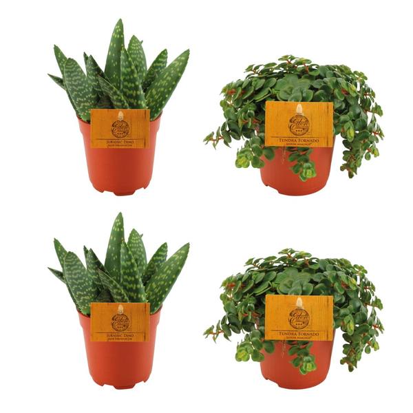 2x Aloe Paradisicum + 2x Sedum Tornado - 4 stuks - Ø10,5 cm - ↕10 cm