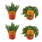 2x Aloe Paradisicum + 2x Sedum Tornado - 4 stuks - Ø10,5 cm - ↕10 cm