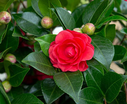 Camellia japonica 'Black Lace' - ↨65cm - Ø19cm