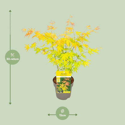 Acer palmatum Orange Dream - Ø15cm - ↕30cm of Ø19 - ↨50cm