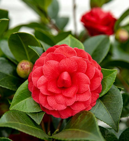 Camellia japonica 'Black Lace' - ↨65cm - Ø19cm