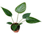 Homalomena Rubescens Black - Ø10,5cm - ↕15cm