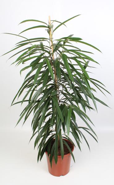 Ficus Binnendijkii Alii - Ø21cm - ↕100cm