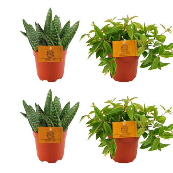 2x Aloe Paradisicum + 2x Peperomia Angulata Rocca Vivace - 4 stuks - Ø10,5 cm - ↕10 cm