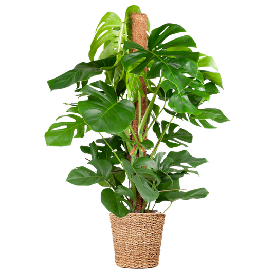 Monstera Deliciosa XL met Torun mand - 120cm - Ø24