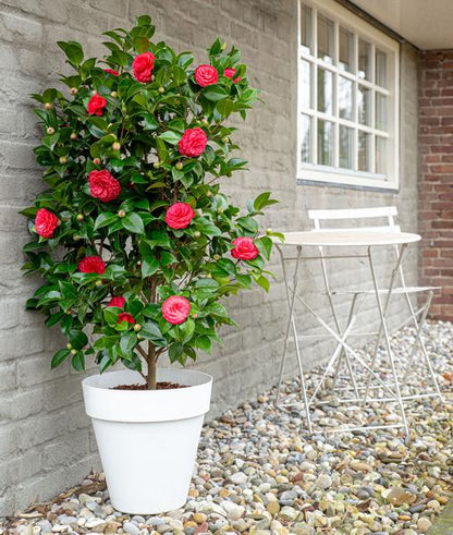 Camellia japonica 'Black Lace' - ↨65cm - Ø19cm