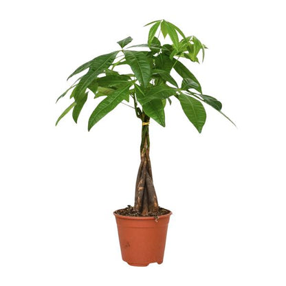 Pachira Aquatica - Geldboom - Ø14cm - ↕50cm