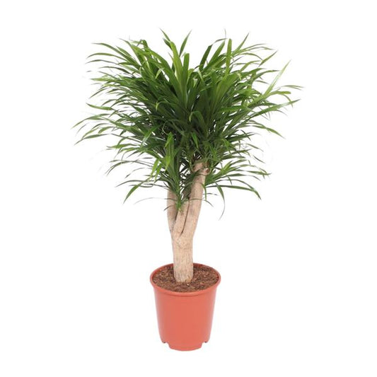 Dracaena Reflexa Anita - Ø24cm - ↕100cm