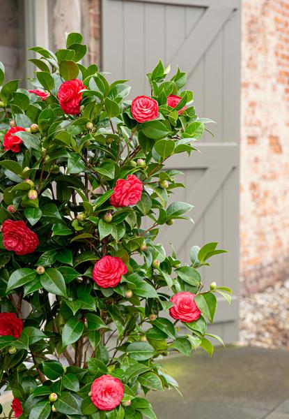 Camellia japonica 'Black Lace' - ↨65cm - Ø19cm