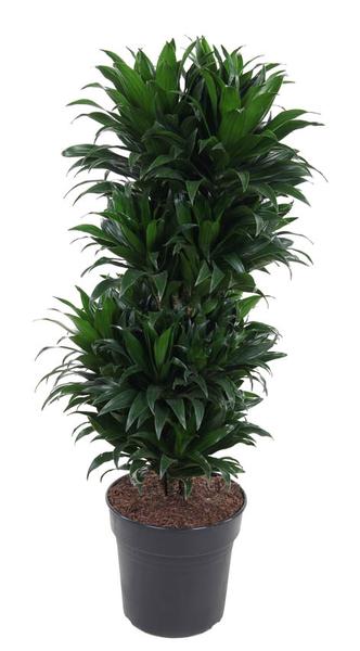 Dracaena Compacta Vertakt - Ø27cm - ↕100cm