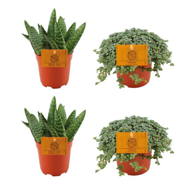 2x Aloe Paradisicum + 2x Pilea Glauca - 4 stuks - Ø10,5 cm - ↕10 cm