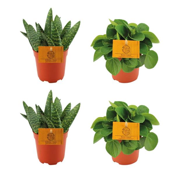 2x Aloe Paradisicum + 2x Peperomia Rana Verde - 4 stuks - Ø10,5 cm - ↕10 cm