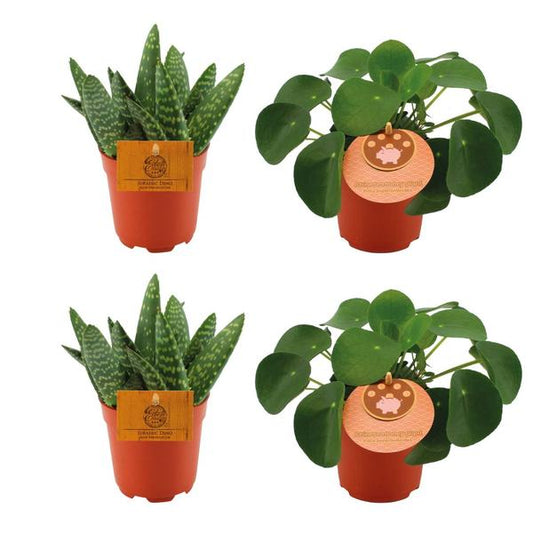 2x Aloe Paradisicum + 2x Pilea Peperomoides - 4 stuks - Ø10,5 cm - ↕10 cm