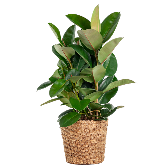 Ficus Elastica Robusta XL met mand Torun - 90 cm - Ø27