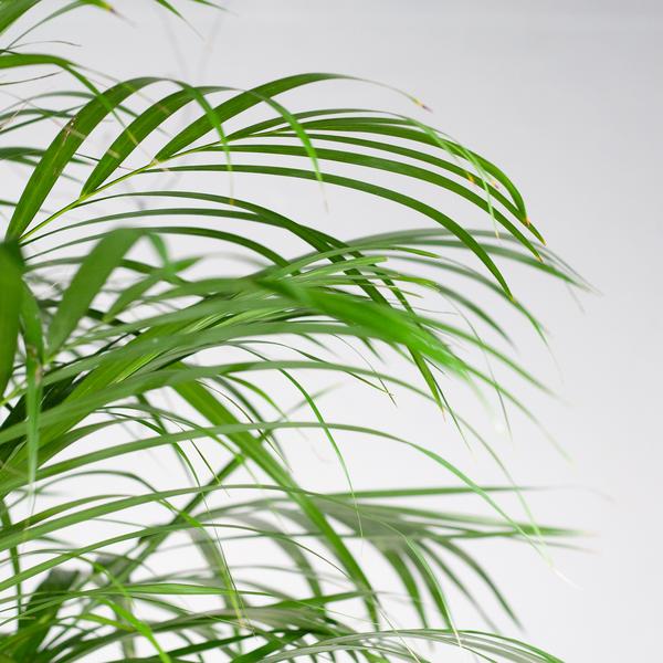 Areca Palm (Dypsis) XL met mand Torun - 120 cm - Ø24