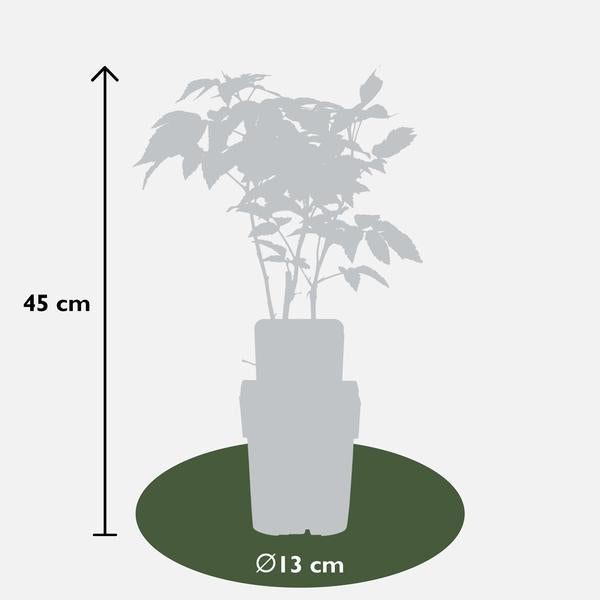 Rubus idaeus 'Malling Promise' - Framboos - Ø13cm - ↕45cm