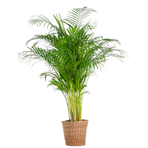 Areca Palm (Dypsis) XL met mand Torun - 120 cm - Ø24