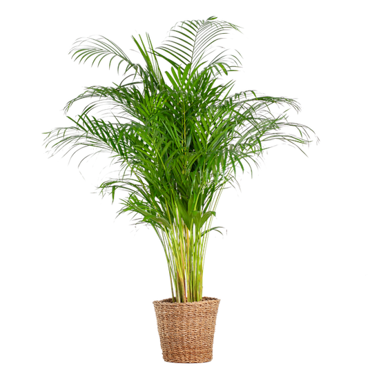 Areca Palm (Dypsis) XL met mand Torun - 120 cm - Ø24