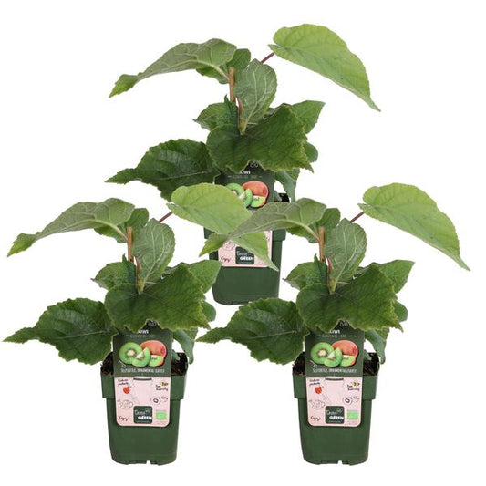 Actinidia deliciosa 'Jenny' - 3 stuks - Ø13 cm - ↨45 cm