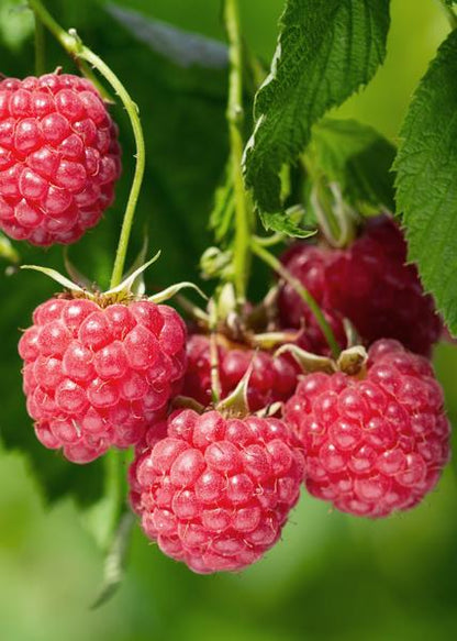 Rubus idaeus 'Malling Promise' - Framboos - Ø13cm - ↕45cm