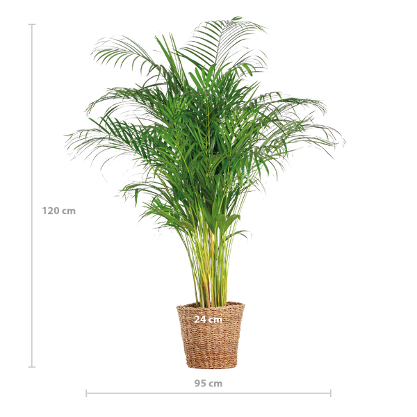 Areca Palm (Dypsis) XL met mand Torun - 120 cm - Ø24