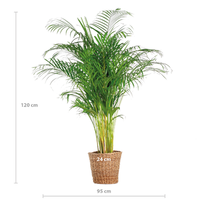 Areca Palm (Dypsis) XL met mand Torun - 120 cm - Ø24