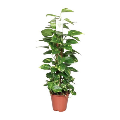 Epipremnum Pinnatum op Mosstok - Scindapsus - Ø19cm - ↕80cm